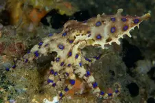 blue-ringed-octopus.webp