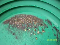 Goldpan1 5-26-14 (2).webp