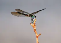 dragonfly 1.webp