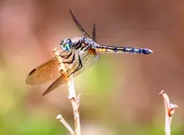 dragonfly 3.webp