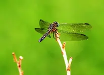 dragonfly 4.webp