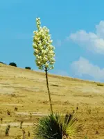 RSCN8113.webp