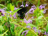 DSCN8571.webp