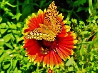 RSCN9641.webp