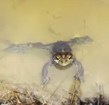 Frog 2.webp Frog 2.webp