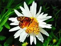 RSCN9911.webp