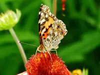FSCN0935.webp