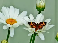 FSCN0937.webp