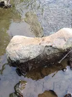 image-2443313235.webp