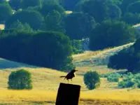 RSCN3819.webp