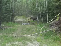 Moose Sized.webp