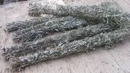 00F0F_2ELReDFscT6_600x450.webp 00F0F_2ELReDFscT6_600x450.webp