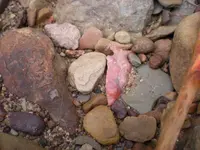 001.webp