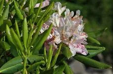 018big.webp