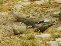 DSCN2589.webp
