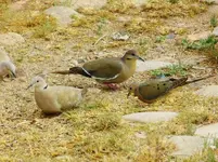 DSCN2591.webp