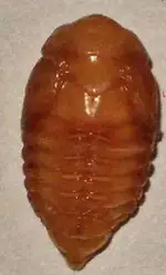 scarab_pupa.webp
