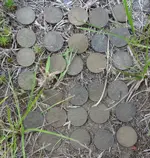 29 coin spill.webp 29 coin spill.webp