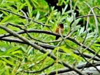 FSCN9074.webp