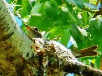 RSCN4087.webp