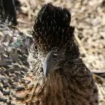 Roadrunner.webp