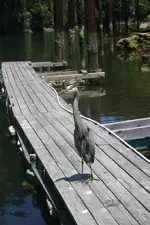heron2.webp