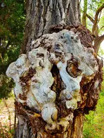 DSCN3184.webp