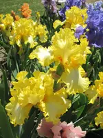 Folder # 3 025.webp