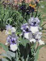 Folder # 3 023.webp