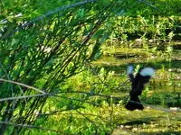 DSCN7278.webp