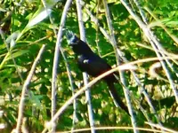 RSCN7374.webp