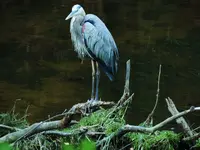 K1600_009.webp