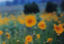 003.webp