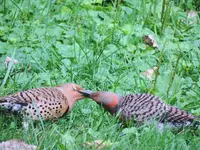 K1600_004.webp