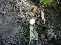 DSCN2536.webp