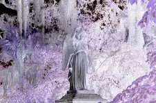 angel Savannah.webp