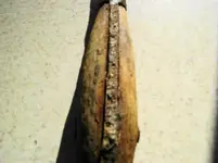 screwdriver 001screwdriver 001.webp