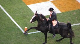 6 Grand Champion Tennessee Walking Horse.JPG