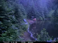pond buck 2.webp