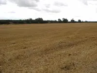 Field.webp