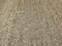 Ground.webp