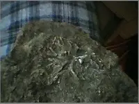 crinoid4.webp