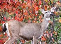 doe.webp