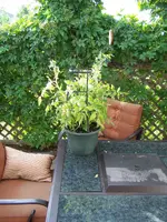 tomato plant.webp