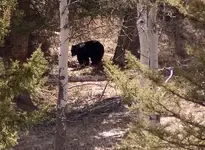 bear.webp