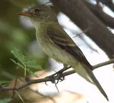 Willow_Flycatcher.webp
