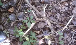 IMAG2821.webp