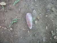 100_9542.webp