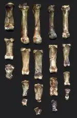 fossilfinger.webp