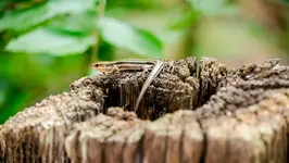 Skink.webp